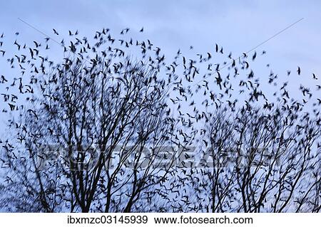 "Starlings (Sturnus vulgaris), flock, return of migratory birds in spring, Eckental, Middle Franconia, Bavaria, Germany, Europe" View Large Photo Image Stock Photo - "Starlings (Sturnus vulgaris), flock, return of migratory birds in spring, Eckental, Middle Franconia, Bavaria, Germany, Europe". Fotosearch
