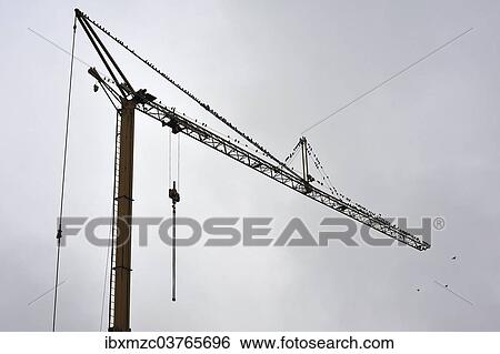 "Starlings (Sturnus vulgaris) gathering on a building crane, Eckental, Middle Franconia, Bavaria, Germany, Europe" View Large Photo Image Stock Photograph - "Starlings (Sturnus vulgaris) gathering on a building crane, Eckental, Middle Franconia, Bavaria, Germany, Europe". Fotosearch