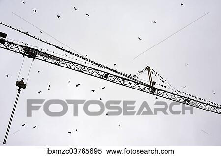 "Starlings (Sturnus vulgaris) gathering on a building crane, Eckental, Middle Franconia, Bavaria, Germany, Europe" View Large Photo Image Stock Photography - "Starlings (Sturnus vulgaris) gathering on a building crane, Eckental, Middle Franconia, Bavaria, Germany, Europe". Fotosearch