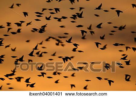 "Starlings (Sturnus vulgaris), Linum, Brandenburg, Germany, Europe" View Large Photo Image Stock Image - "Starlings (Sturnus vulgaris), Linum, Brandenburg, Germany, Europe". Fotosearch