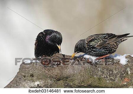 "Starlings (Sturnus vulgaris) perched at a feeding station in the snow, Bavaria, Germany, Europe" View Large Photo Image Stock Image - "Starlings (Sturnus vulgaris) perched at a feeding station in the snow, Bavaria, Germany, Europe". Fotosearch