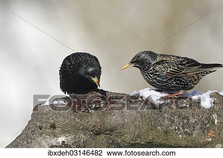 Stock Image - "Starlings (Sturnus vulgaris) perched at a feeding station in the snow, Bavaria, Germany, Europe". Fotosearch
