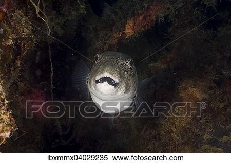 Stock Photography - "Starry Puffer, Pufferfish (Arothron stellatus), Palau, Micronesia, Oceania". Fotosearch