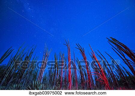 "Stars and the Milky Way behind Octopus Trees (Didierea madagascariensis), Berenty, Tolagnaro, Toliara Province, Madagascar, Africa" View Large Photo Image Stock Image - "Stars and the Milky Way behind Octopus Trees (Didierea madagascariensis), Berenty, Tolagnaro, Toliara Province, Madagascar, Africa". Fotosearch