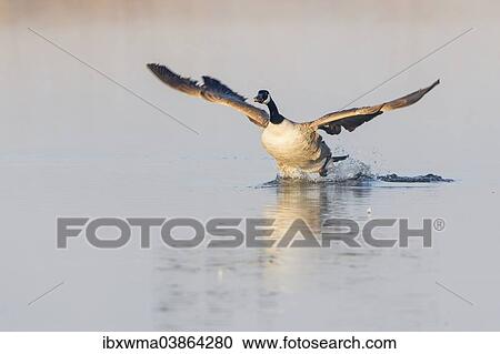 "Starting Canada Goose (Branta canadensis), Rieselfelder Munster, North Rhine-Westphalia, Germany, Europe" View Large Photo Image Stock Image - "Starting Canada Goose (Branta canadensis), Rieselfelder Munster, North Rhine-Westphalia, Germany, Europe". Fotosearch