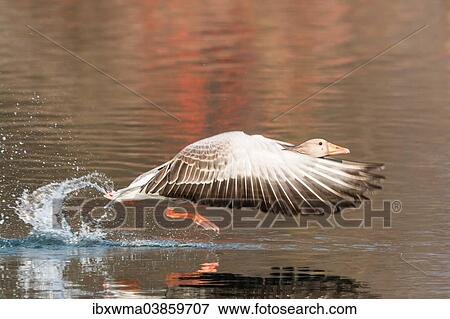 "Starting Greylag Goose (Anser anser), Rieselfelder Munster, North Rhine-Westphalia, Germany, Europe" View Large Photo Image Stock Photo - "Starting Greylag Goose (Anser anser), Rieselfelder Munster, North Rhine-Westphalia, Germany, Europe". Fotosearch