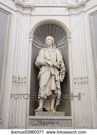 "Statue of Linnaeus at Villa Giulia, Palermo, Sicily, Italy, Europe" View Large Photo Image Stock Photo - "Statue of Linnaeus at Villa Giulia, Palermo, Sicily, Italy, Europe". Fotosearch