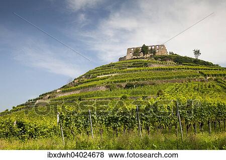 "Staufen Castle ruins on the vineyard, Staufen im Breisgau, Black Forest, Baden-Wurttemberg, Germany, Europe" View Large Photo Image Stock Photo - "Staufen Castle ruins on the vineyard, Staufen im Breisgau, Black Forest, Baden-Wurttemberg, Germany, Europe". Fotosearch