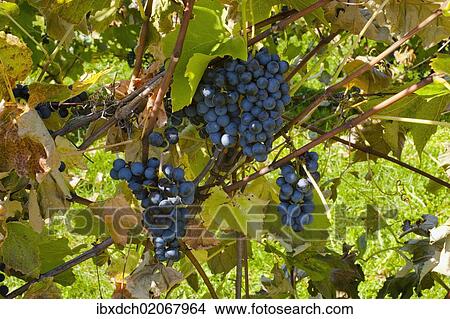 "Ste-Croix grapes, Sutton, Quebec, Canada, North America" View Large Photo Image Picture - "Ste-Croix grapes, Sutton, Quebec, Canada, North America". Fotosearch