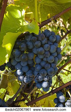 "Ste-Croix grapes, Sutton, Quebec, Canada, North America" View Large Photo Image Stock Image - "Ste-Croix grapes, Sutton, Quebec, Canada, North America". Fotosearch