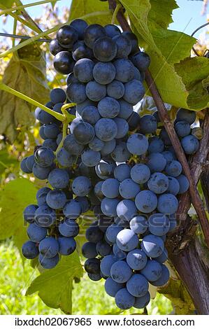 "Ste-Croix grapes, Sutton, Quebec, Canada, North America" View Large Photo Image Stock Photography - "Ste-Croix grapes, Sutton, Quebec, Canada, North America". Fotosearch