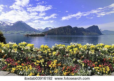 "Steamship on Lake Lucerne, Buochserhorn mountain and Burgenstock mountain at the back, Vitznau, Canton of Lucerne, Switzerland, Europe" View Large Photo Image Stock Image - "Steamship on Lake Lucerne, Buochserhorn mountain and Burgenstock mountain at the back, Vitznau, Canton of Lucerne, Switzerland, Europe". Fotosearch