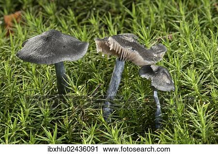 "Steel-blue Entoloma (Entoloma nitidum), Untergroeningen, Baden-Wuerttemberg, Germany, Europe" View Large Photo Image Stock Image - "Steel-blue Entoloma (Entoloma nitidum), Untergroeningen, Baden-Wuerttemberg, Germany, Europe". Fotosearch
