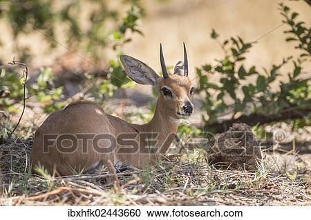 "Steenbok (Raphicerus campestris), Bwabwata National Park, Caprivi Strip, Namibia, Africa" View Large Photo Image Stock Image - "Steenbok (Raphicerus campestris), Bwabwata National Park, Caprivi Strip, Namibia, Africa". Fotosearch