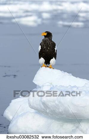 "Steller's Sea Eagle (Haliaeetus pelagicus) perched on an ice floe, Rausu, Menashi, Hokkaido, Japan, Asia" View Large Photo Image Stock Image - "Steller's Sea Eagle (Haliaeetus pelagicus) perched on an ice floe, Rausu, Menashi, Hokkaido, Japan, Asia". Fotosearch