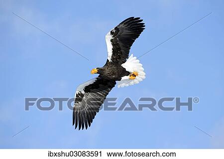 Stock Image - "Steller's Sea Eagle (Haliaeetus pelagicus) in flight, Rausu, Menashi, Hokkaido, Japan, Asia". Fotosearch