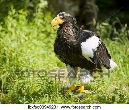 "Steller's sea eagle (Haliaeetus pelagicus), captive, Lower Saxony, Germany, Europe" View Large Photo Image Stock Photo - "Steller's sea eagle (Haliaeetus pelagicus), captive, Lower Saxony, Germany, Europe". Fotosearch