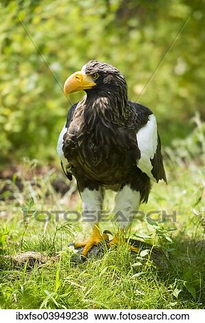 "Steller's sea eagle (Haliaeetus pelagicus), captive, Lower Saxony, Germany, Europe" View Large Photo Image Stock Photo - "Steller's sea eagle (Haliaeetus pelagicus), captive, Lower Saxony, Germany, Europe". Fotosearch