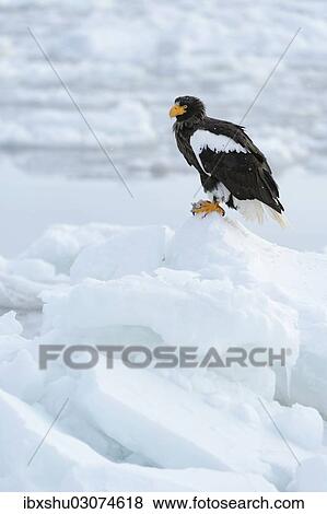 Stock Photo - "Steller's Sea Eagle (Haliaeetus pelagicus) perched on an ice floe, Rausu, Menashi, Hokkaido, Japan, Asia". Fotosearch