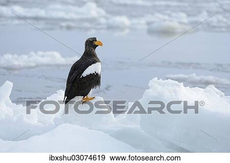 "Steller's Sea Eagle (Haliaeetus pelagicus) perched on an ice floe, Rausu, Menashi, Hokkaido, Japan, Asia" View Large Photo Image Stock Photo - "Steller's Sea Eagle (Haliaeetus pelagicus) perched on an ice floe, Rausu, Menashi, Hokkaido, Japan, Asia". Fotosearch