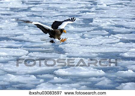 "Steller's Sea Eagle (Haliaeetus pelagicus) in flight above drifting ice, Rausu, Menashi, Hokkaido, Japan, Asia" View Large Photo Image Stock Photo - "Steller's Sea Eagle (Haliaeetus pelagicus) in flight above drifting ice, Rausu, Menashi, Hokkaido, Japan, Asia". Fotosearch