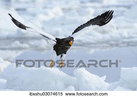 "Steller's Sea Eagle (Haliaeetus pelagicus) taking off from an ice floe, Rausu, Menashi, Hokkaido, Japan, Asia" View Large Photo Image Stock Photography - "Steller's Sea Eagle (Haliaeetus pelagicus) taking off from an ice floe, Rausu, Menashi, Hokkaido, Japan, Asia". Fotosearch