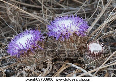 "Stemless atractylis (Carlina gummifera), Izmir Province, Aegean Region, Turkey, Asia" View Large Photo Image Stock Image - "Stemless atractylis (Carlina gummifera), Izmir Province, Aegean Region, Turkey, Asia". Fotosearch