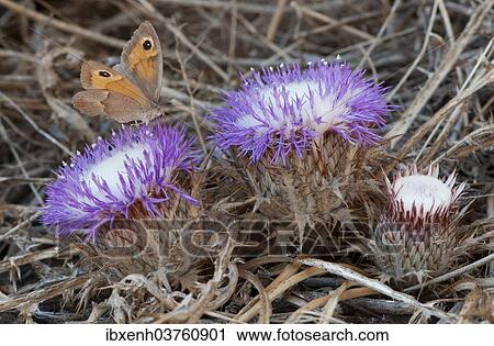 "Stemless atractylis (Carlina gummifera) and Dusky Meadow Brown (Hyponephele lycaon), Izmir Province, Aegean Region, Turkey, Asia" View Large Photo Image Stock Image - "Stemless atractylis (Carlina gummifera) and Dusky Meadow Brown (Hyponephele lycaon), Izmir Province, Aegean Region, Turkey, Asia". Fotosearch