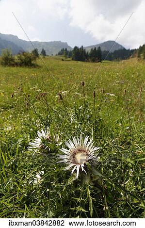 Stock Image - "Stemless carline thistle (Carlina acaulis), Schettergg, Bregenz Forest, Vorarlberg, Austria, Europe". Fotosearch