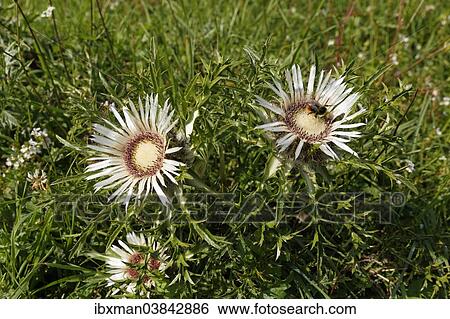 "Stemless carline thistle (Carlina acaulis), Schettergg, Bregenz Forest, Vorarlberg, Austria, Europe" View Large Photo Image Stock Photograph - "Stemless carline thistle (Carlina acaulis), Schettergg, Bregenz Forest, Vorarlberg, Austria, Europe". Fotosearch