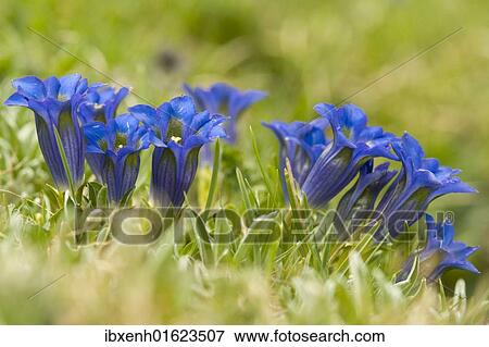 "Stemless gentian (Gentiana acaulis), Seiser Alm, South Tyrol, Italy, Europe" View Large Photo Image Stock Photo - "Stemless gentian (Gentiana acaulis), Seiser Alm, South Tyrol, Italy, Europe". Fotosearch