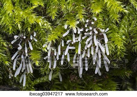 "Stemonitopsis typhina (Stemonitopsis typhina), fruiting bodies in rain-soaked moss, Hesse, Germany, Europe" View Large Photo Image Stock Photo - "Stemonitopsis typhina (Stemonitopsis typhina), fruiting bodies in rain-soaked moss, Hesse, Germany, Europe". Fotosearch