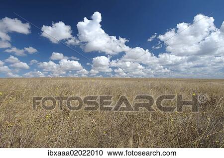 "Steppe, Cape Tarhankut, Tarhan Qut, Crimea, Ukraine, Eastern Europe, Europe" View Large Photo Image Stock Image - "Steppe, Cape Tarhankut, Tarhan Qut, Crimea, Ukraine, Eastern Europe, Europe". Fotosearch
