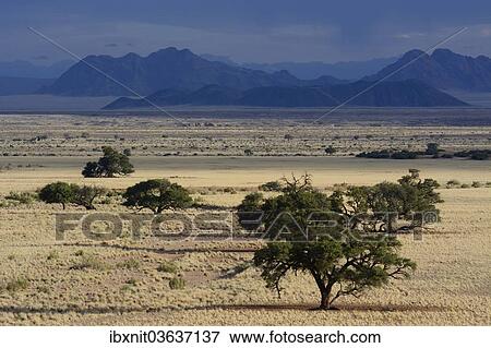"Steppe landscape or veldt, Namib, Hardap Region, Namibia, Africa" View Large Photo Image Stock Photo - "Steppe landscape or veldt, Namib, Hardap Region, Namibia, Africa". Fotosearch