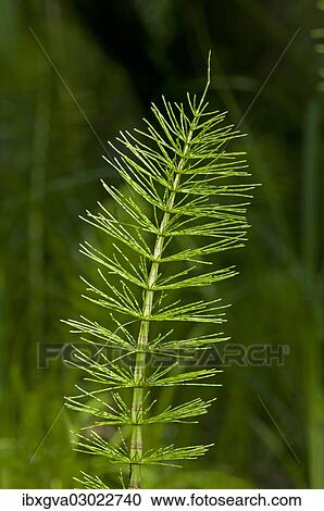 "Sterile shoot of Field Horsetail (Equisetum arvense), Kaiserstuhl, Baden-Wurttemberg, Germany, Europe" View Large Photo Image Stock Image - "Sterile shoot of Field Horsetail (Equisetum arvense), Kaiserstuhl, Baden-Wurttemberg, Germany, Europe". Fotosearch