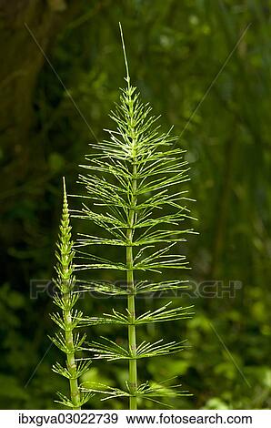 "Sterile shoots of Field Horsetail (Equisetum arvense), Kaiserstuhl, Baden-Wurttemberg, Germany, Europe" View Large Photo Image Stock Photo - "Sterile shoots of Field Horsetail (Equisetum arvense), Kaiserstuhl, Baden-Wurttemberg, Germany, Europe". Fotosearch