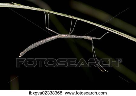"Stick insect (Phasmida), Tandayapa region, Andean cloud forest, Ecuador, South America" View Large Photo Image Stock Photo - "Stick insect (Phasmida), Tandayapa region, Andean cloud forest, Ecuador, South America". Fotosearch