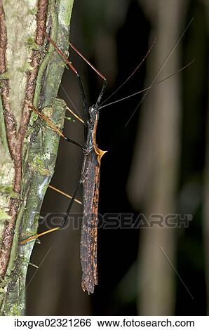 "Stick insect (Phasmida), Tandayapa region, Andean cloud forest, Ecuador, South America" View Large Photo Image Stock Photograph - "Stick insect (Phasmida), Tandayapa region, Andean cloud forest, Ecuador, South America". Fotosearch