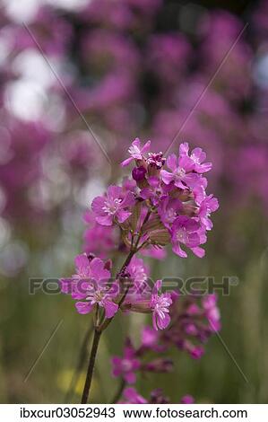 "Sticky Catchfly or Clammy Campion (Silene viscaria), Hinterhermsdorf, Saxon Switzerland, Saxony, Germany, Europe" View Large Photo Image Stock Image - "Sticky Catchfly or Clammy Campion (Silene viscaria), Hinterhermsdorf, Saxon Switzerland, Saxony, Germany, Europe". Fotosearch