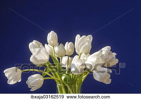 "Still life, bouquet of white tulips, Germany, Europe" View Large Photo Image Stock Photo - "Still life, bouquet of white tulips, Germany, Europe". Fotosearch