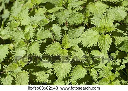 Stock Image - "Stinging nettles (Urtica dioica), Thuringia, Germany, Europe". Fotosearch