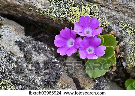 "Stinking Primrose (Primula hirsuta), Kaunertal valley, Tyrol, Austria, Europe" View Large Photo Image Picture - "Stinking Primrose (Primula hirsuta), Kaunertal valley, Tyrol, Austria, Europe". Fotosearch