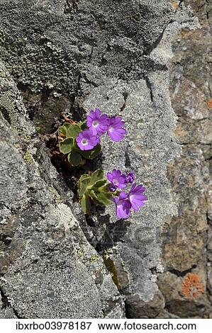 "Stinking Primrose (Primula hirsuta), Lower Engadin, Canton of Graubunden, Switzerland, Europe" View Large Photo Image Stock Photo - "Stinking Primrose (Primula hirsuta), Lower Engadin, Canton of Graubunden, Switzerland, Europe". Fotosearch