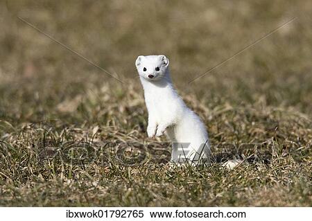 "Stoat, ermine (Mustela erminea) in winter coat, Germany, Europe" View Large Photo Image Stock Photography - "Stoat, ermine (Mustela erminea) in winter coat, Germany, Europe". Fotosearch