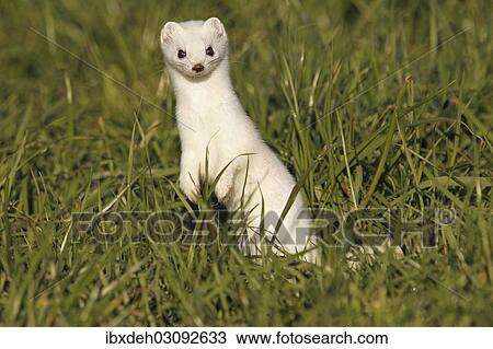 Stock Image - "Stoat, Ermine or Short-tailed weasel (Mustela erminea), winter fur, Allgau, Bavaria, Germany, Europe". Fotosearch