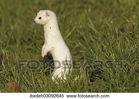 "Stoat, Ermine or Short-tailed weasel (Mustela erminea), winter fur, Allgau, Bavaria, Germany, Europe" View Large Photo Image Stock Photography - "Stoat, Ermine or Short-tailed weasel (Mustela erminea), winter fur, Allgau, Bavaria, Germany, Europe". Fotosearch