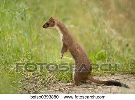 Stock Image - "Stoat (Mustela erminea) in summer coat, captive, Lower Saxony, Germany, Europe". Fotosearch