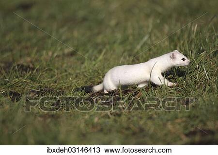 "Stoat or Ermine (Mustela erminea) with white winter fur, Bavaria, Germany, Europe" View Large Photo Image Stock Image - "Stoat or Ermine (Mustela erminea) with white winter fur, Bavaria, Germany, Europe". Fotosearch