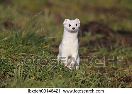 "Stoat or Ermine (Mustela erminea) with white winter fur, Bavaria, Germany, Europe" View Large Photo Image Stock Image - "Stoat or Ermine (Mustela erminea) with white winter fur, Bavaria, Germany, Europe". Fotosearch