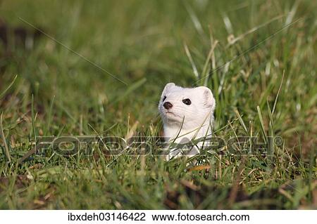 "Stoat or Ermine (Mustela erminea) with white winter fur keeping lookout from a burrow, Bavaria, Germany, Europe" View Large Photo Image Stock Image - "Stoat or Ermine (Mustela erminea) with white winter fur keeping lookout from a burrow, Bavaria, Germany, Europe". Fotosearch